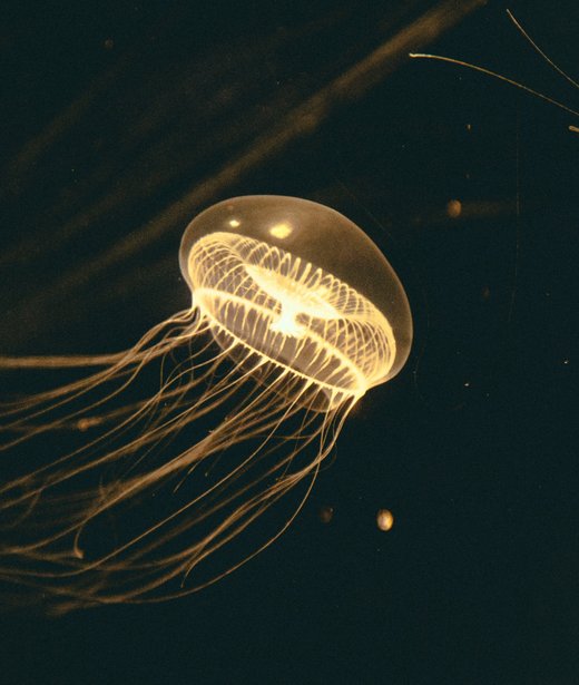 Crystal jellyfish