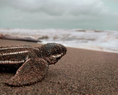 A close up of a leatherback turtle hatchling on a beach. It is dusted in sand and facing the waves, with white striped ridges lengthways on its shell.