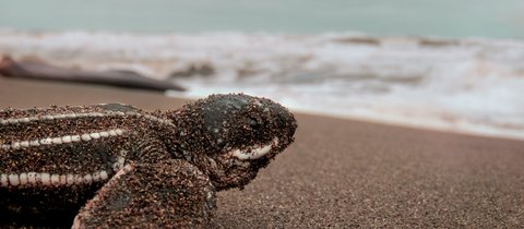 A close up of a leatherback turtle hatchling on a beach. It is dusted in sand and facing the waves, with white striped ridges lengthways on its shell.