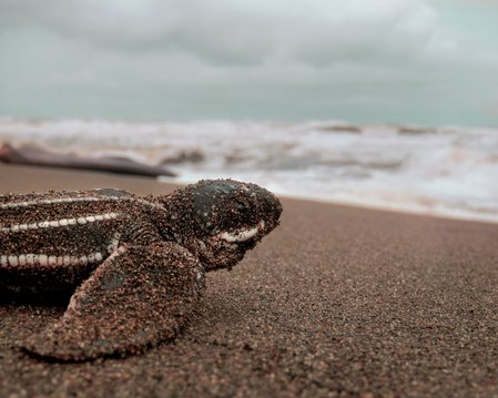 A close up of a leatherback turtle hatchling on a beach. It is dusted in sand and facing the waves, with white striped ridges lengthways on its shell.