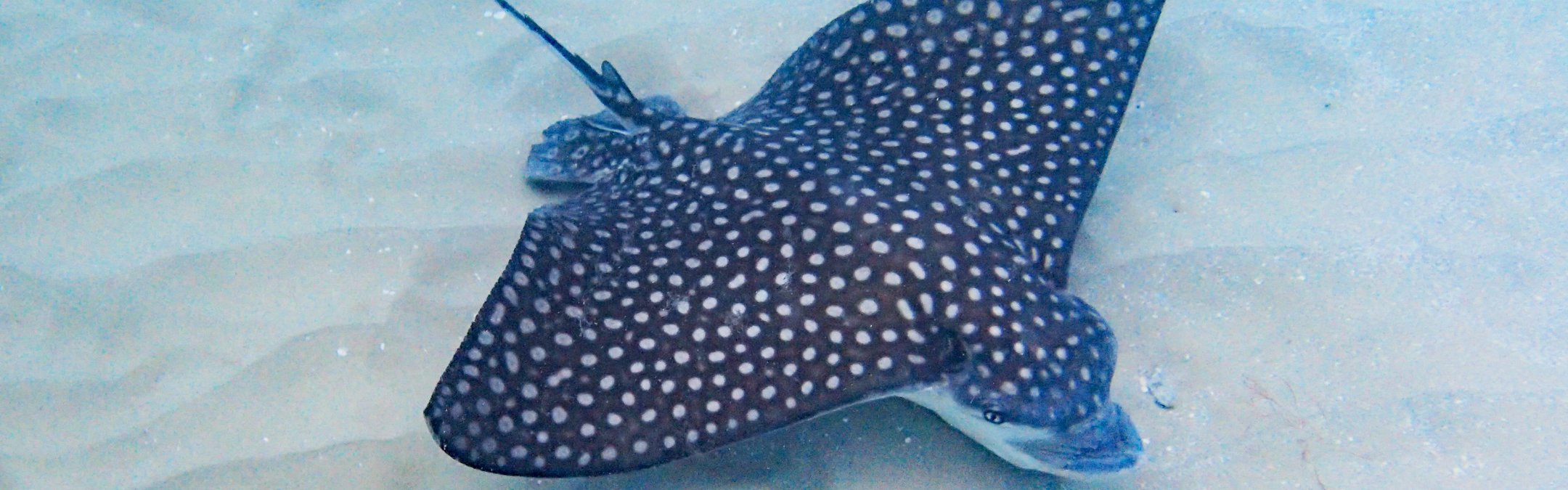 A spotted eagle ray