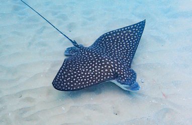 A spotted eagle ray