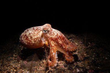 A curled octopus is pictured on the sea floor. Its orange, mottled skin shines brightly against the darkness of the deep water.