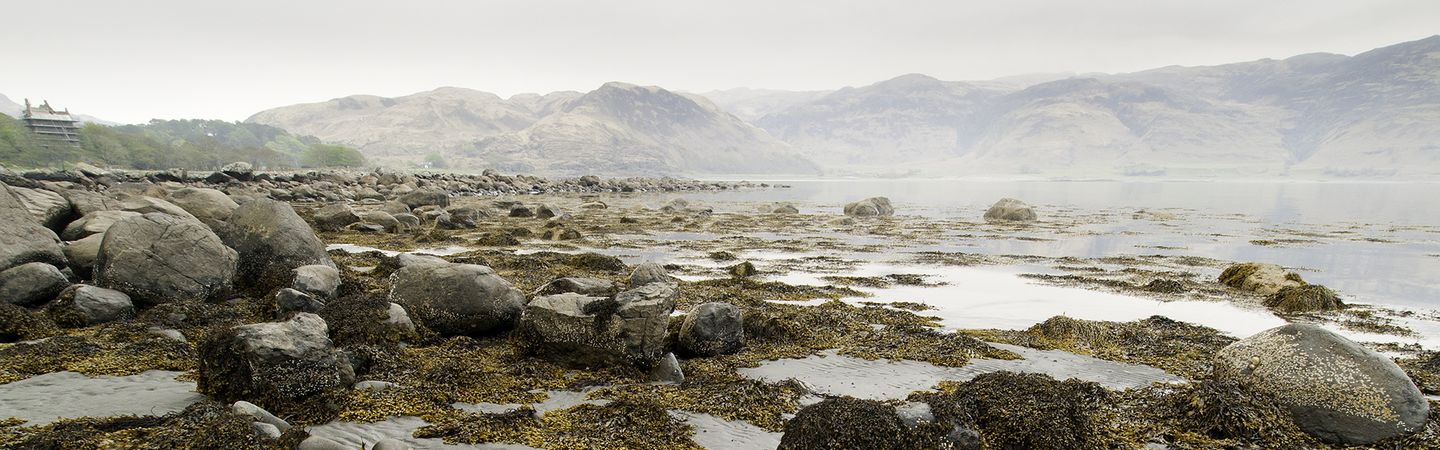 A wide shot of seaweed on the sandy shores of the Scottish Atlantic Coast. In the distance are rolling hills.