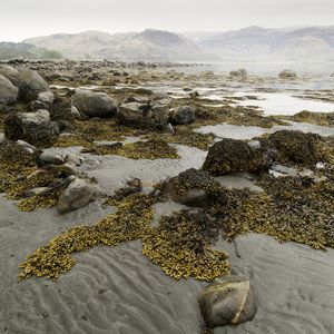 A wide shot of seaweed on the sandy shores of the Scottish Atlantic Coast. In the distance are rolling hills.