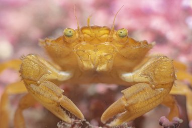 A close up of a yellow crab on pink maerl