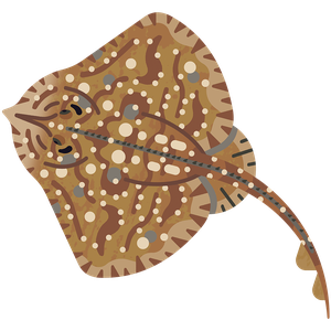 Undulate ray