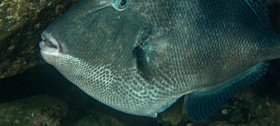 Atlantic (grey) triggerfish