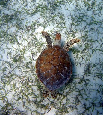 a green sea turtle (Chelonia mydas), swimming over a seagrass bed.