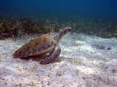 Green sea turtle (Chelonia mydas) gliding over a shallow sandy bottom covered in seagrass.