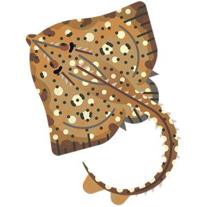 Thornback ray