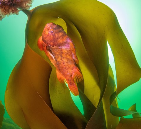A lumpsucker fish seen in Scotland. It is a vivid orange-pink with sunlight shining above it giving it a translucent quality. It is a strange lumpy shape with a short stumpy tail, not unlike a box fish. It's attached upside down to a strand of kelp.
