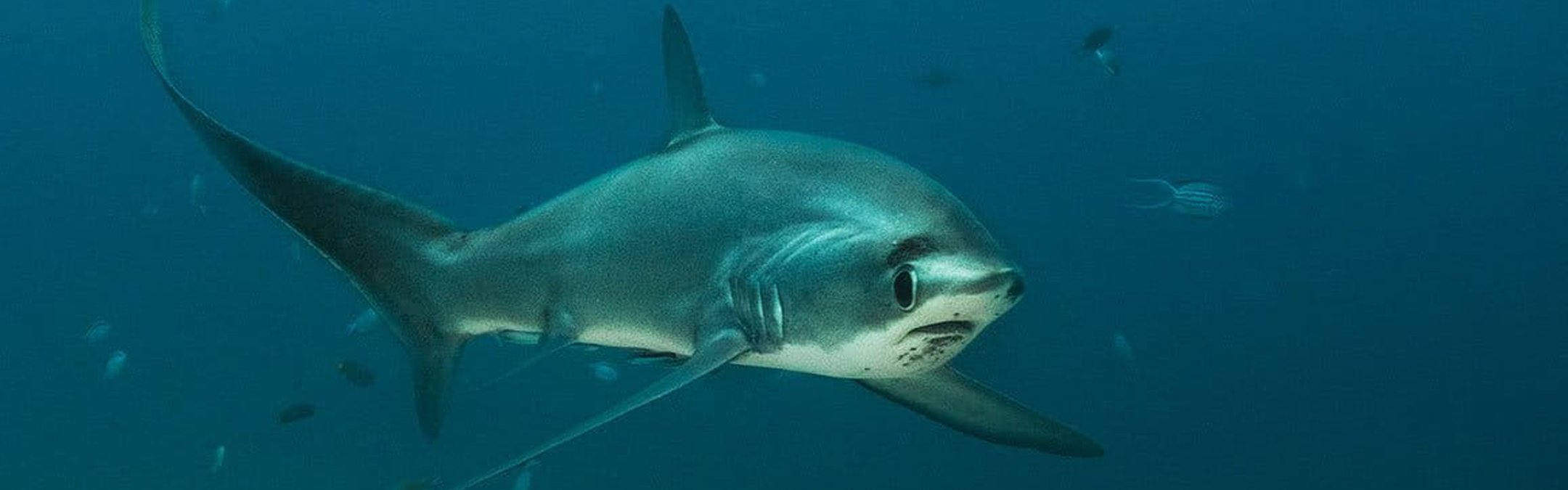 Thresher shark (common)