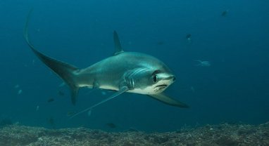 A common thresher shark swimming in open water. The shark's elongated tail is visible and it is swimming toward the camera.