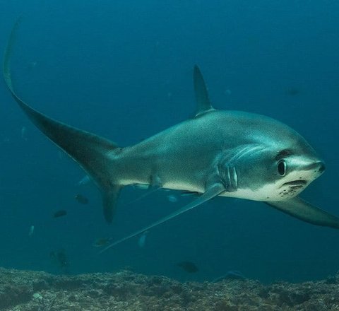 A common thresher shark swimming in open water. The shark's elongated tail is visible and it is swimming toward the camera.
