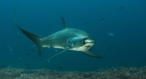 A common thresher shark swimming in open water. The shark's elongated tail is visible and it is swimming toward the camera.