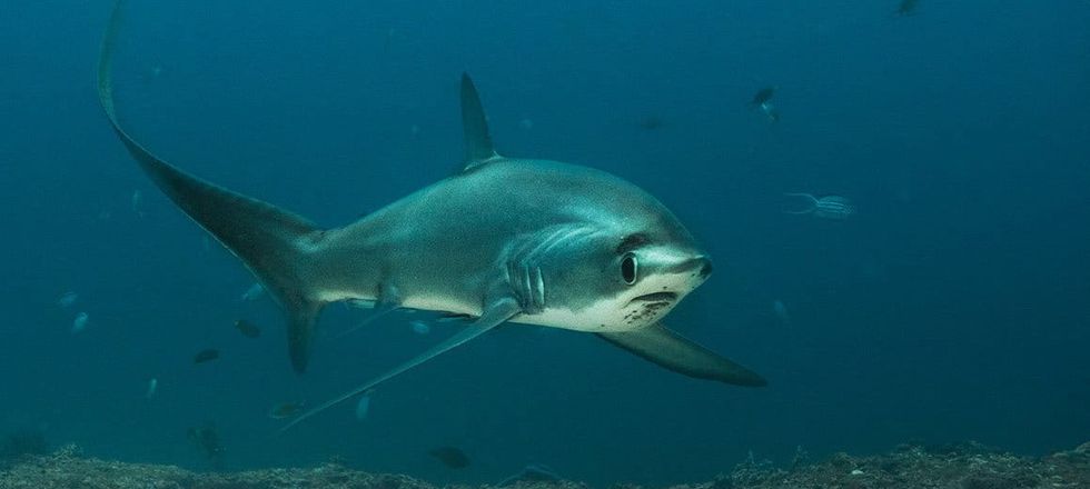 Common thresher shark