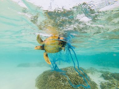 A hawksbill turtle swimming while entangled in a blue discarded fishing net