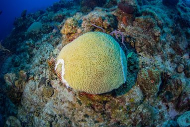 Brain Coral having been treated