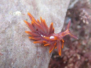 A rare red coloured sea slug, called Hermaea variopicta, is pictured on a rock in Devon