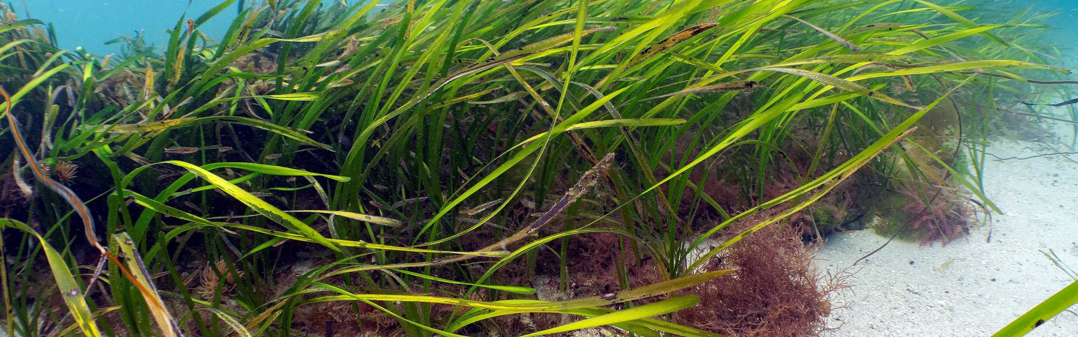Vivid green seagrass is photographed underwater in the Isle of Scilly. The white sand seabed is visible, and the water is a bright turquoise blue.