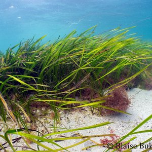 Vivid green seagrass is photographed underwater in the Isle of Scilly. The white sand seabed is visible, and the water is a bright turquoise blue.