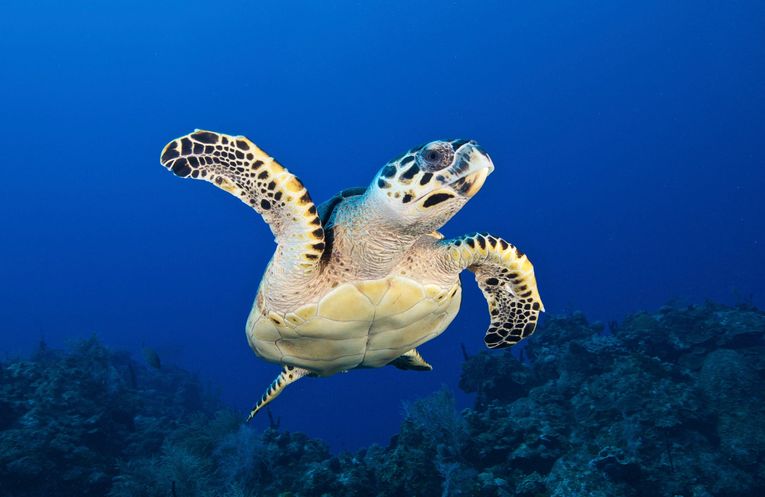A hawksbill turtle swimming above an ocean reef. It is swimming toward the camera