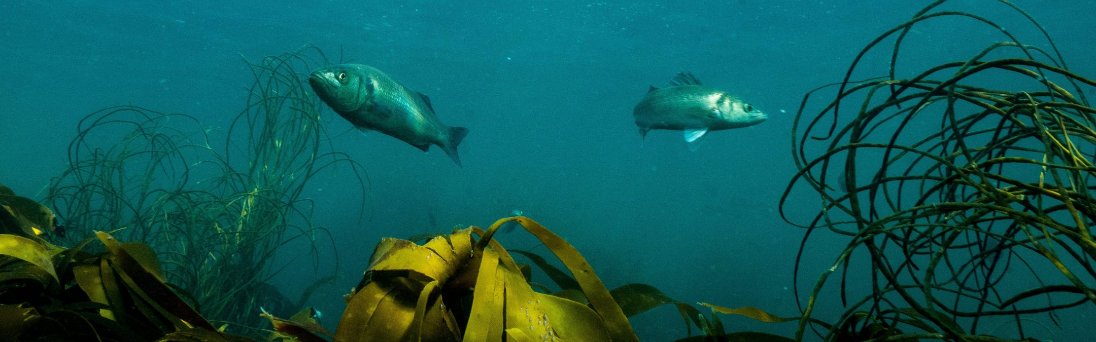 Two seabass can be swimming above kelp in Cornwall. While the fish can't be seen closely, they're medium-sized (around 30-40cm) and the greenery below and the deep blue of the sea makes for a beautiful scene.