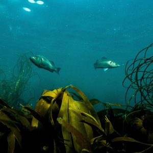 Two seabass can be swimming above kelp in Cornwall. While the fish can't be seen closely, they're medium-sized (around 30-40cm) and the greenery below and the deep blue of the sea makes for a beautiful scene.