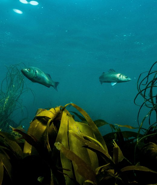European sea bass