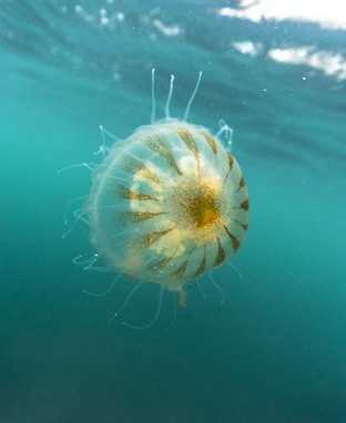 A compass jellyfish swimming near the surface of clear blue water, it's brown compass markings pointing to a brown centre can be clearly seen on its bell.