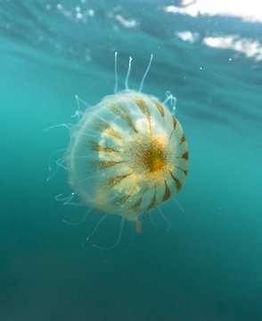 A compass jellyfish swimming near the surface of clear blue water, it's brown compass markings pointing to a brown centre can be clearly seen on its bell.