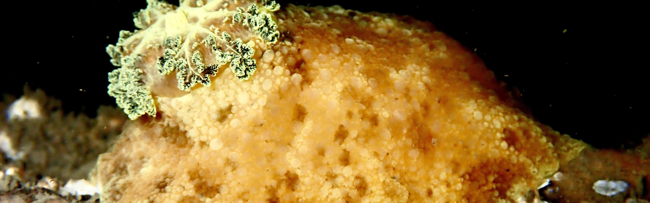 Sea lemon