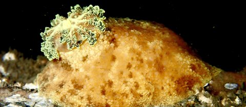 Sea lemon