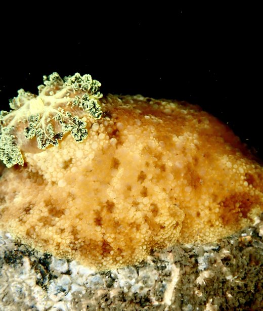 Sea lemon