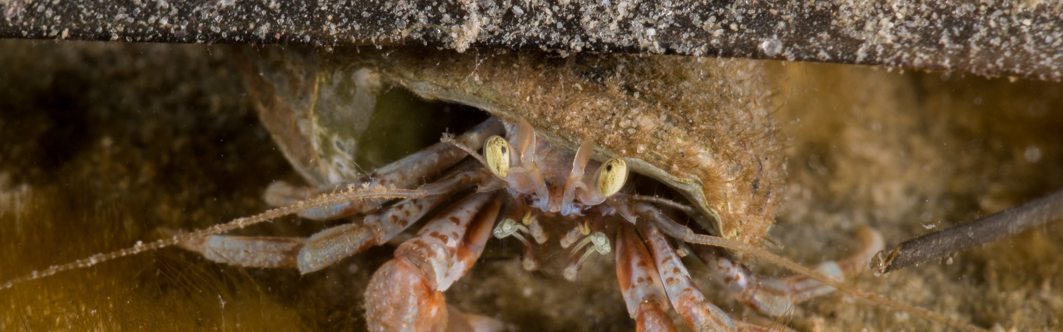 Hermit crab (common)