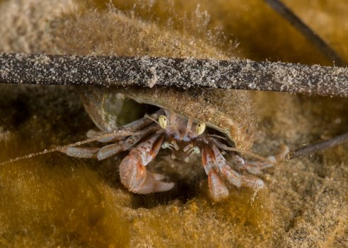 A common hermit crab peeks out from its shell looking straight at the camera. It is surrounded by fuzzy green/brown algae and its beady eyes are cream-coloured while its legs are white with pale orange accents.
