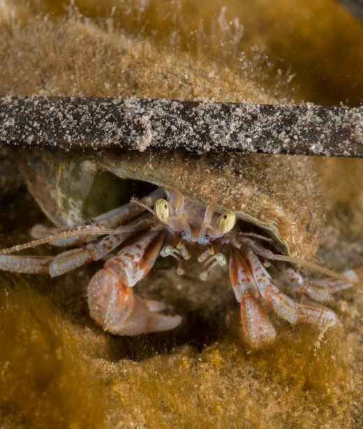 Hermit crab (common)