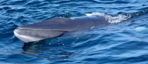 A beautiful, elusive minke whale raises its dark grey head and back out of the water. They have a pointed nose and white underside, making them easier to distinguish from other whales.