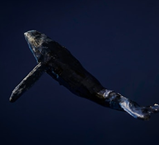 Humpback Whale