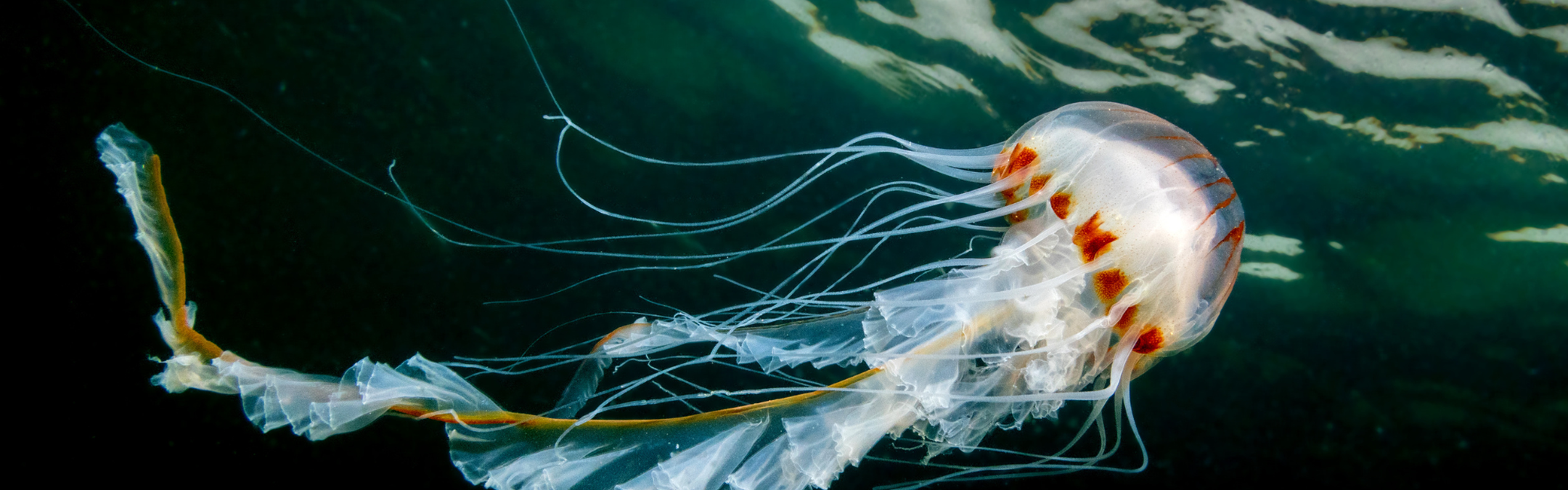 A compass jellyfish underwater