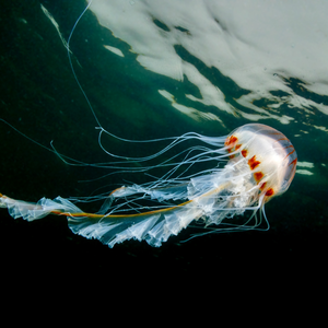 A compass jellyfish underwater