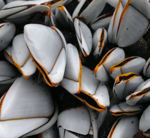 Goose barnacle