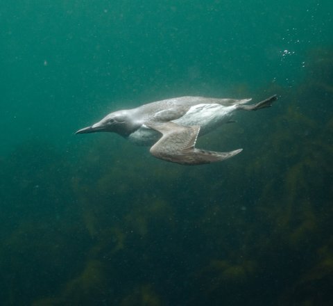 A guillemot dives in Scottish waters. It has a grey body with white underside and a long beak making it look highly streamlined. Its wings are tucked back in a 'V' angle as it dives.