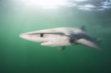 Blue Shark (Prionace glauca) swimming underwater.