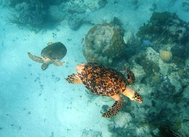 two Hawksbill sea turtles (Eretmochelys imbricata) swimming over a coral reef.