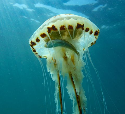 Compass jellyfish