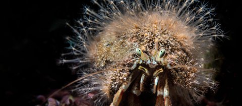 A hermit crab looking directly at the camera with pale green eyes and its pale orange front legs and antennae visible. It's shell is covering in algae, giving it a slightly comical fluffy appearance.