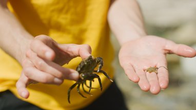 A close of someone holding a crab in one hand and small starfish in the other