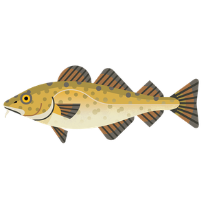 Atlantic cod